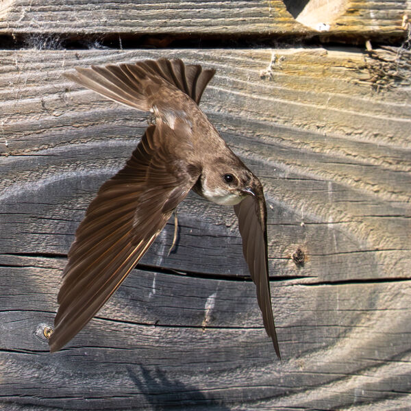 Sand Martin at Seaton Wetlands 1
