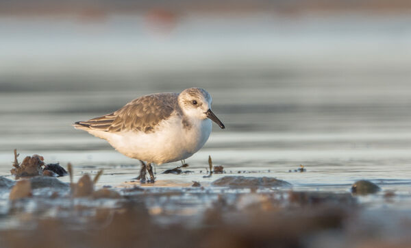 Sanderling