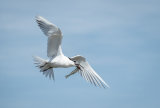 Sandwich Tern with Fish - Alan Bevis