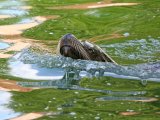 Sea lion 1 MG 7233