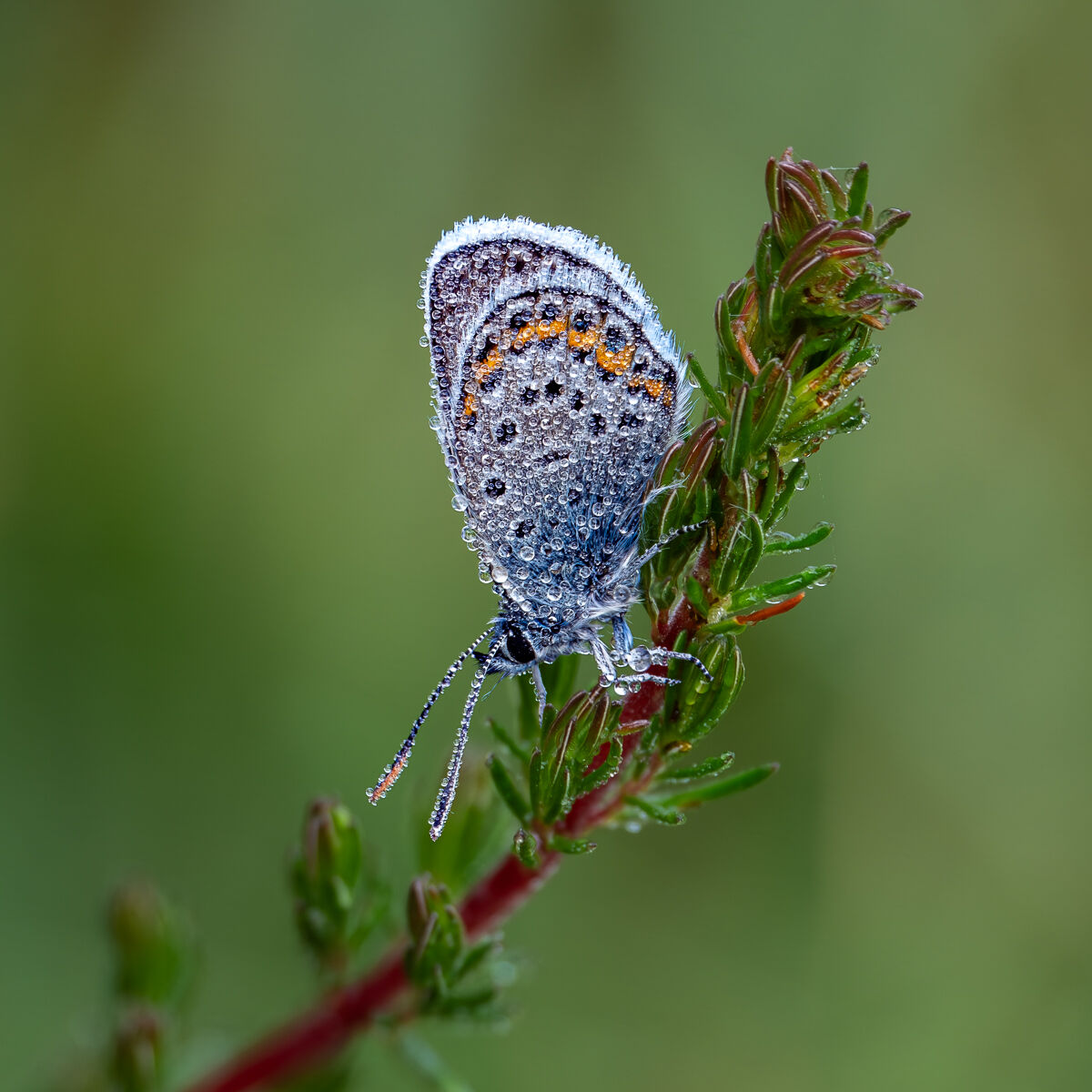 Silver Studded Blue