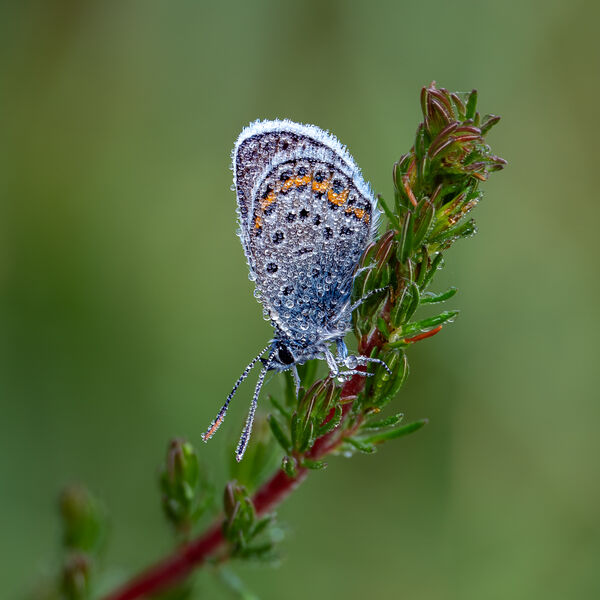 Silver Studded Blue