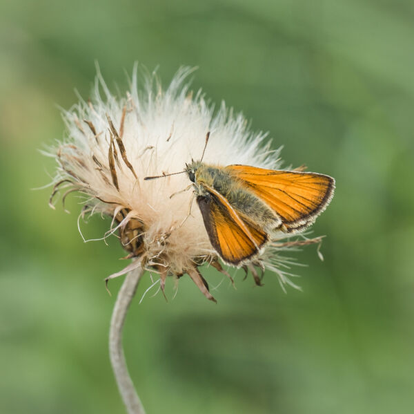 Skipper on seedhead