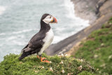 Skomer Island Puffin - Alan Bevis