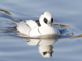 Smew