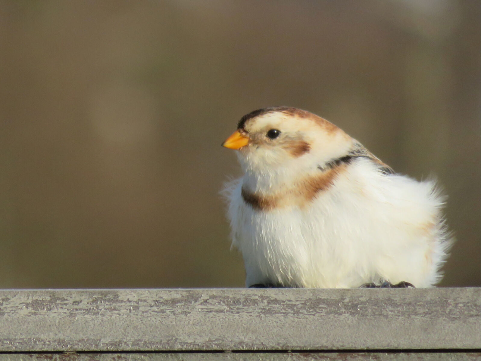 Snow Bunting