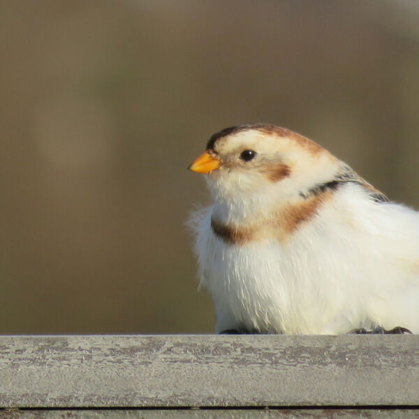 Snow Bunting