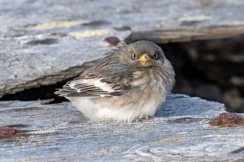 Snow Bunting Chick.-Graham Tarrant