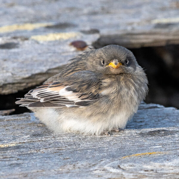 Snow Bunting Chick.-Graham Tarrant
