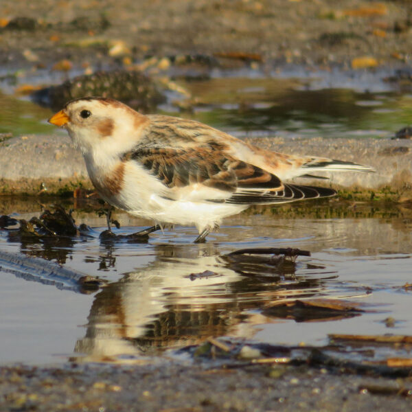 Snow Bunting