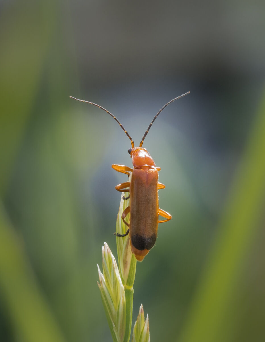 Soldier Beetle