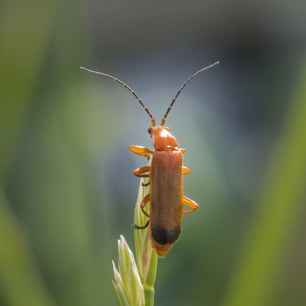 Soldier Beetle