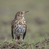 Song Thrush - Alan Bevis