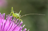 Speckled Bush Cricket by Alan Bevis