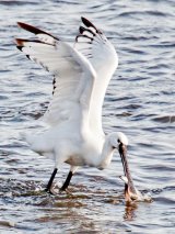Spoonbill and lunch