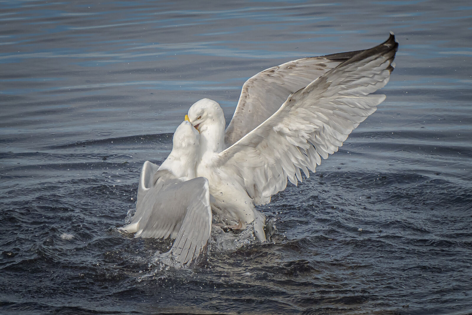 Squabbling Herring Gulls