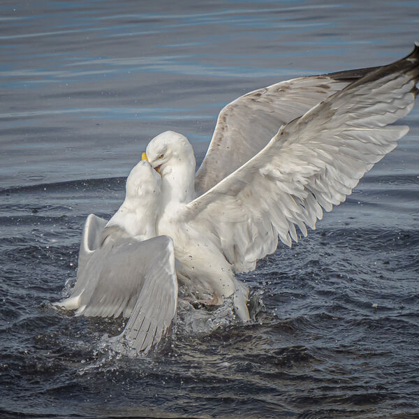 Squabbling Herring Gulls