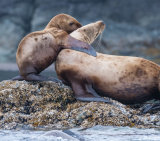 Stellers Sea Lion