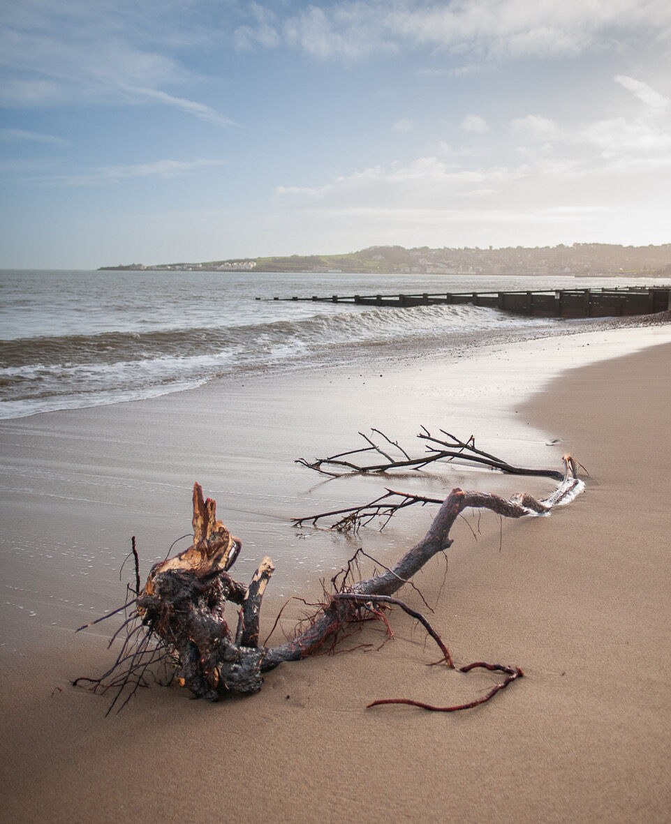 Storm Driftwood