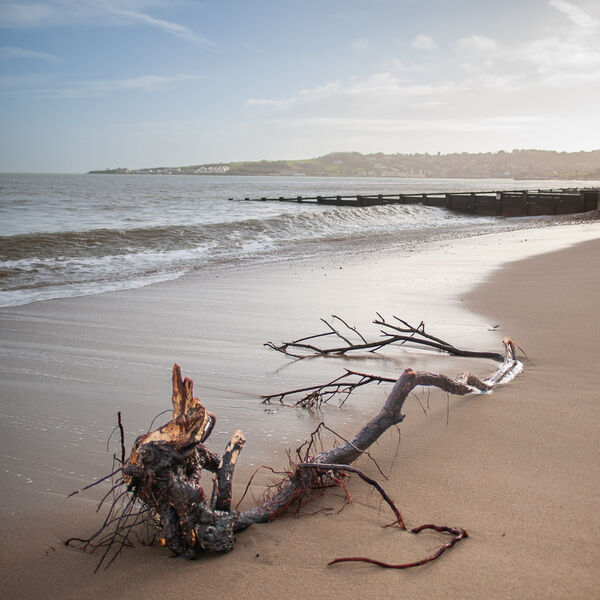 Storm Driftwood