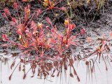 Sundew nad prey