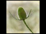 Teasel Halo sm