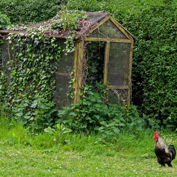 The Old Chicken Coop