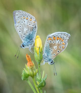 Two Common Blues by Alan Bevis