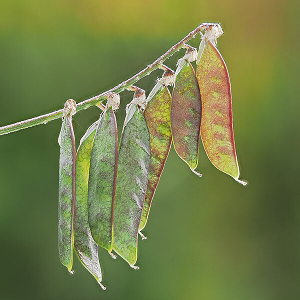 Vetch Seed Pods
