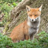 Vixen at Arne by Alan Bevis