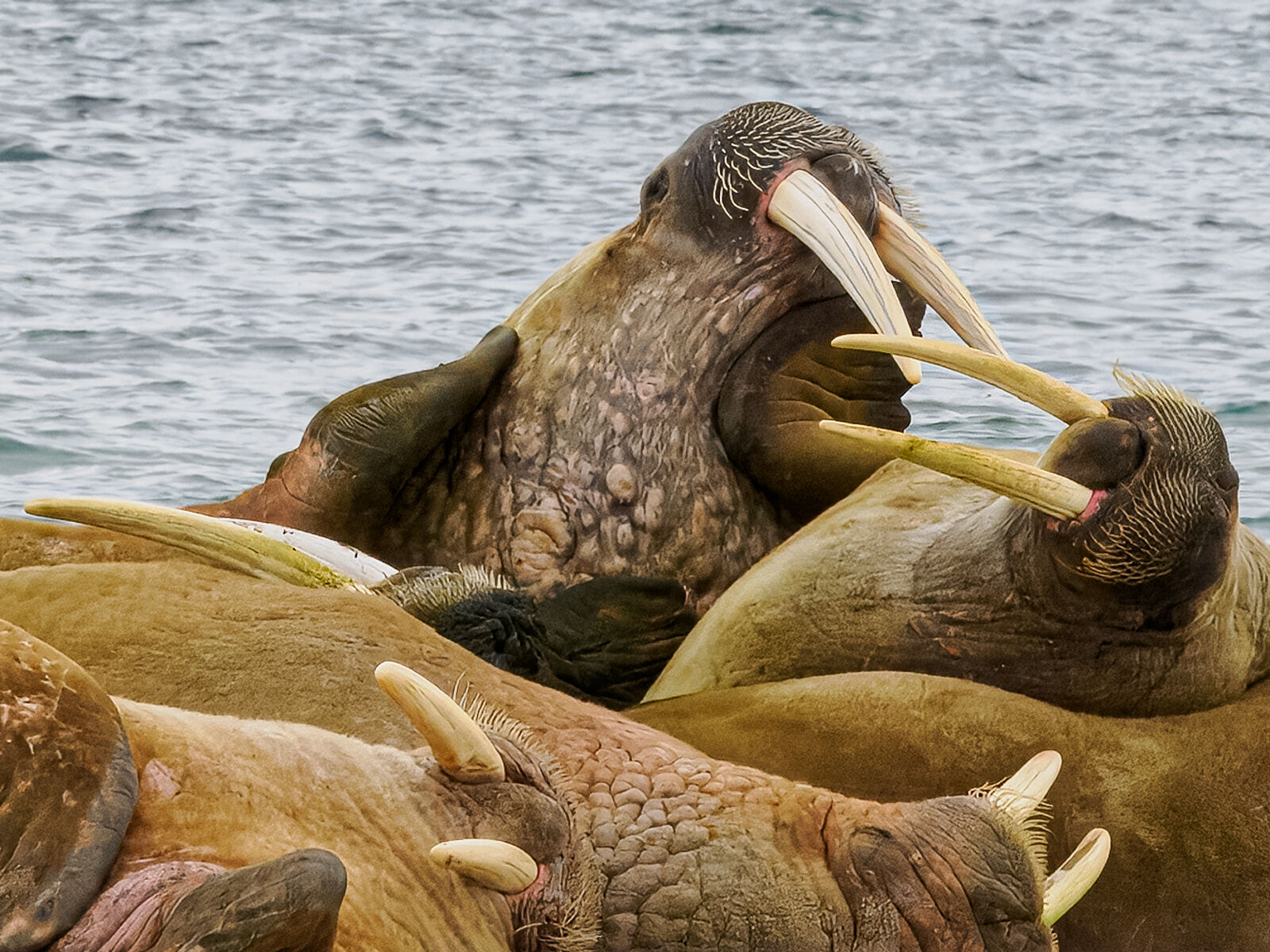 Walrus Dispute