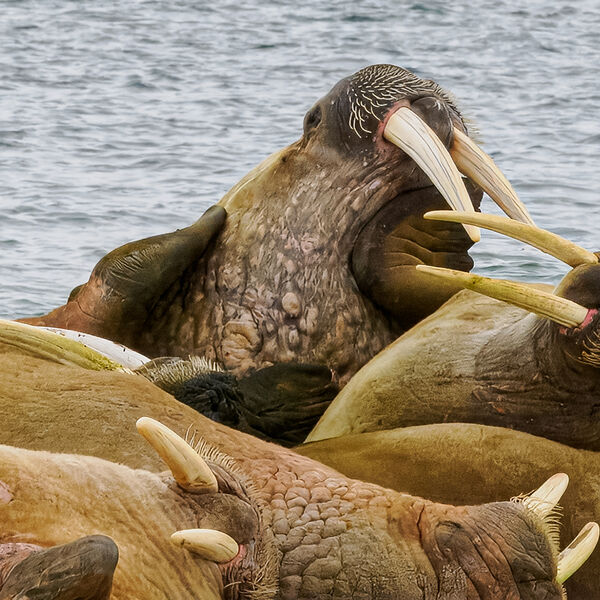 Walrus Dispute