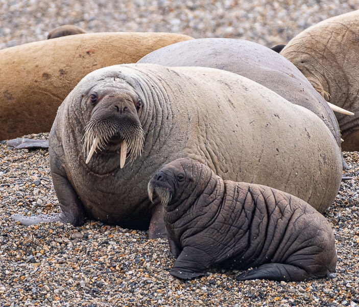 Walrus and Calf. Graham Tarrant