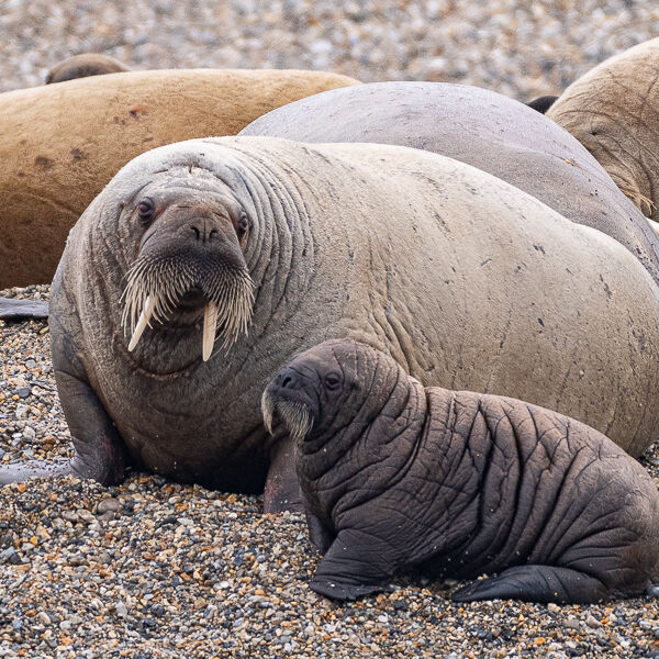 Walrus and Calf. Graham Tarrant
