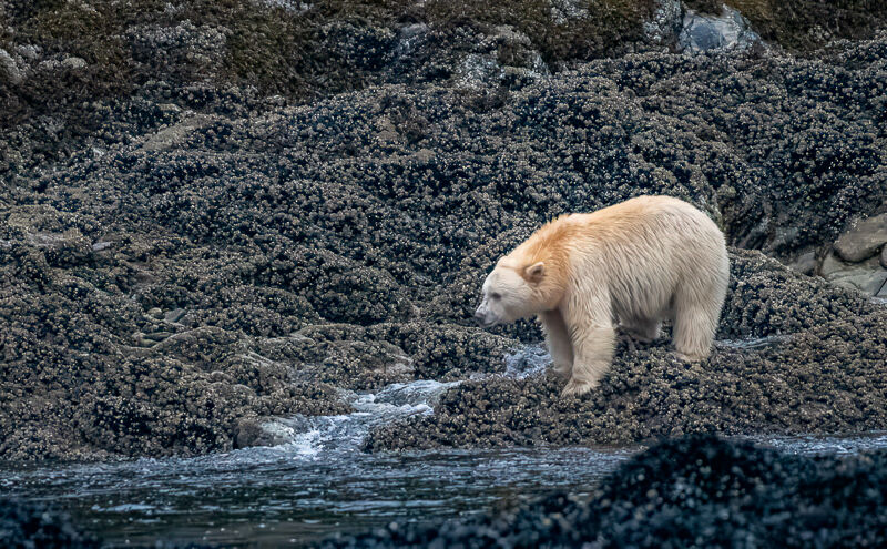 Warrior on the Rocks Graham Tarrant