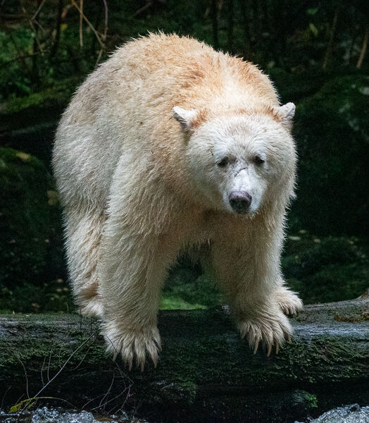 Warrior the Spirit Bear. Graham Tarrant