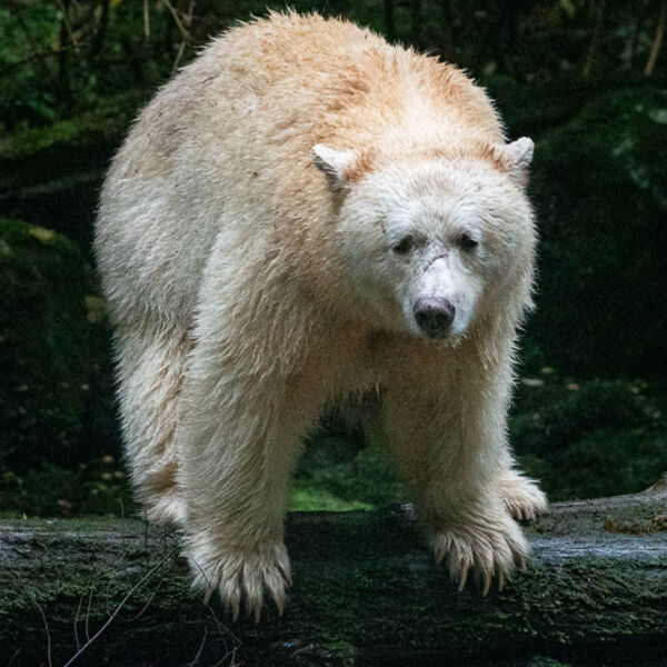 Warrior the Spirit Bear. Graham Tarrant