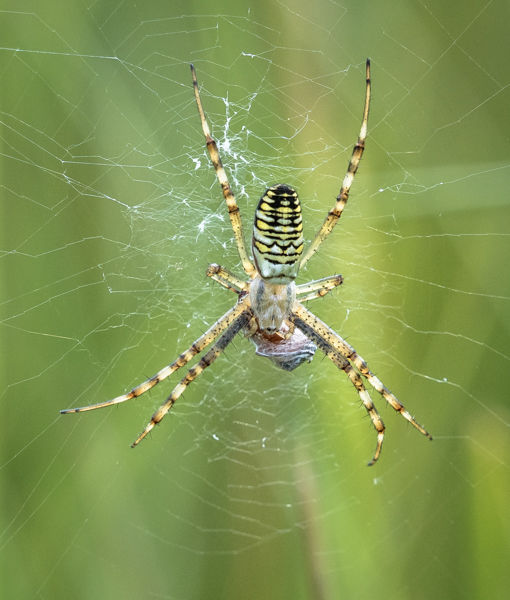 Wasp Spider with Prey