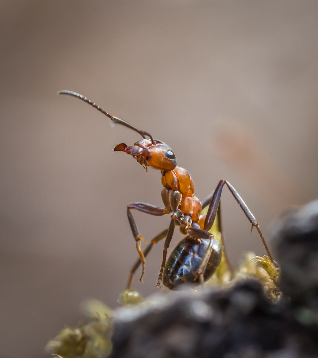 Watchful Wood Ant