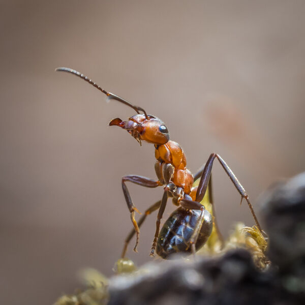 Watchful Wood Ant