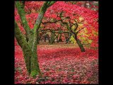 Westonbirt colours sm