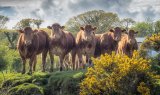 Who are you watching- by Alan Bevis