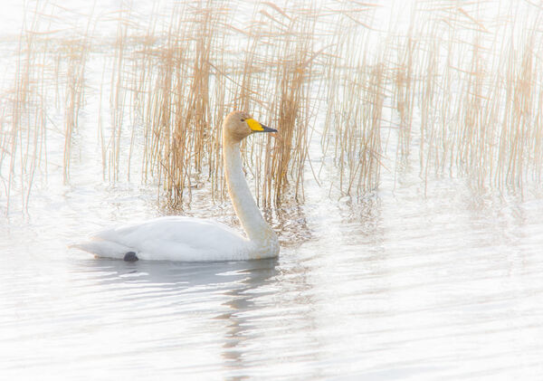 Whooper swan