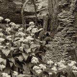 Wild Garlic and Fungi by Alan Bevis