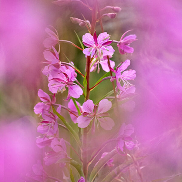 Willowherb W