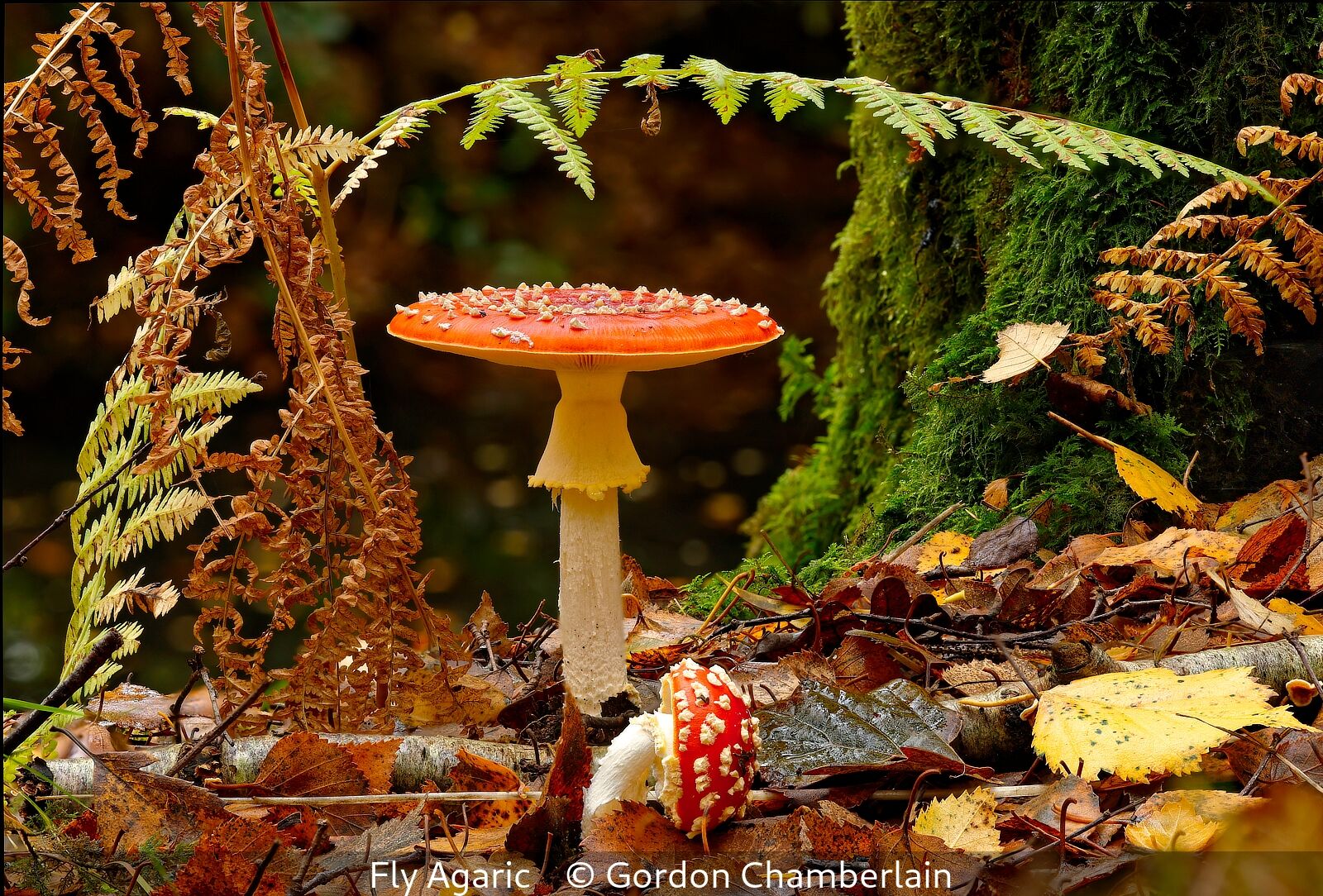 Woodhouse Print First Fly Agaric Gordon Chamberlain