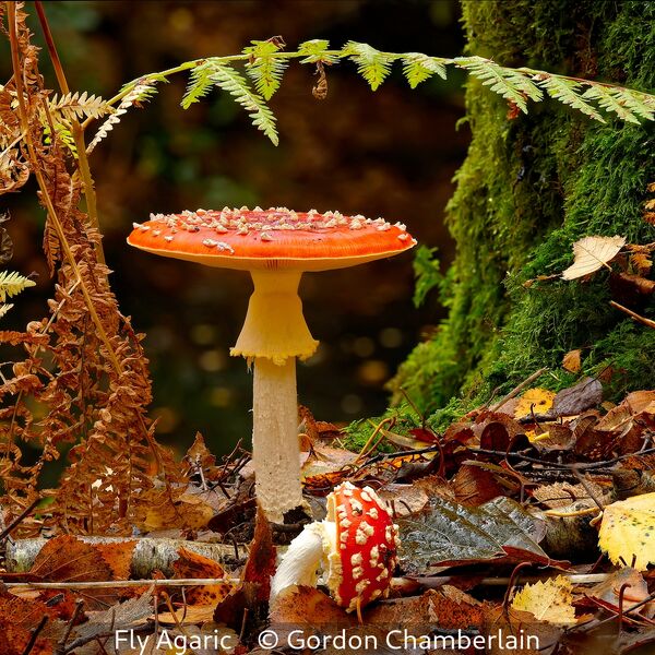 Woodhouse Print First Fly Agaric Gordon Chamberlain