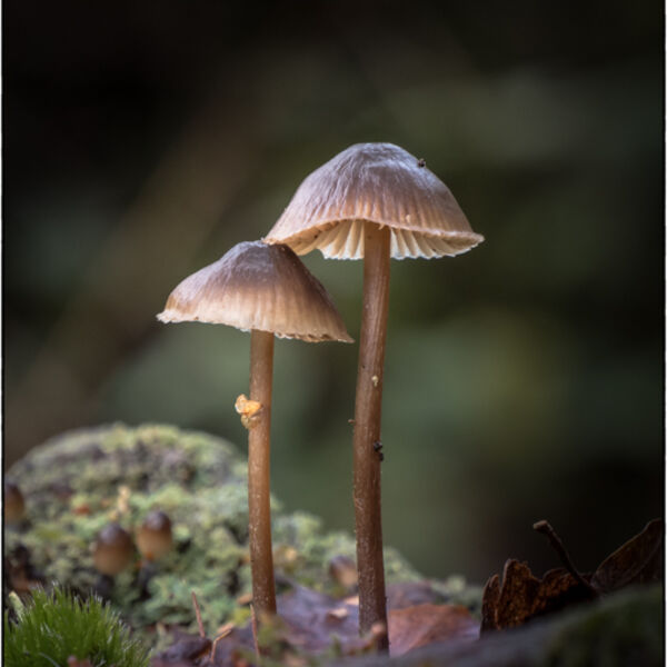 Woodland fungi