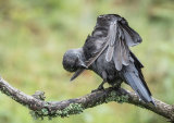 Young Jackdaw preening - Alan Bevis