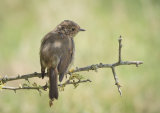 Young Robin in Dappled Shade - Alan Bevis